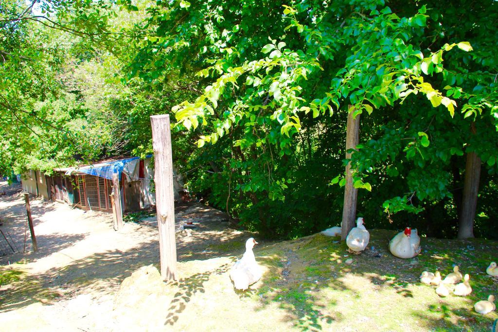 Agriturismo Biologico Villa Rosa Monte Guiduccio Exterior foto